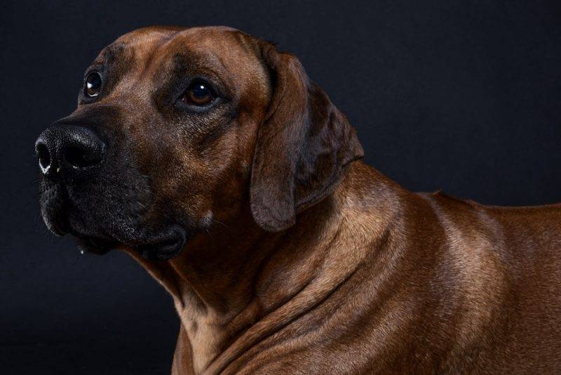 Rhodesian ridgeback litter march 2020 for sale 
