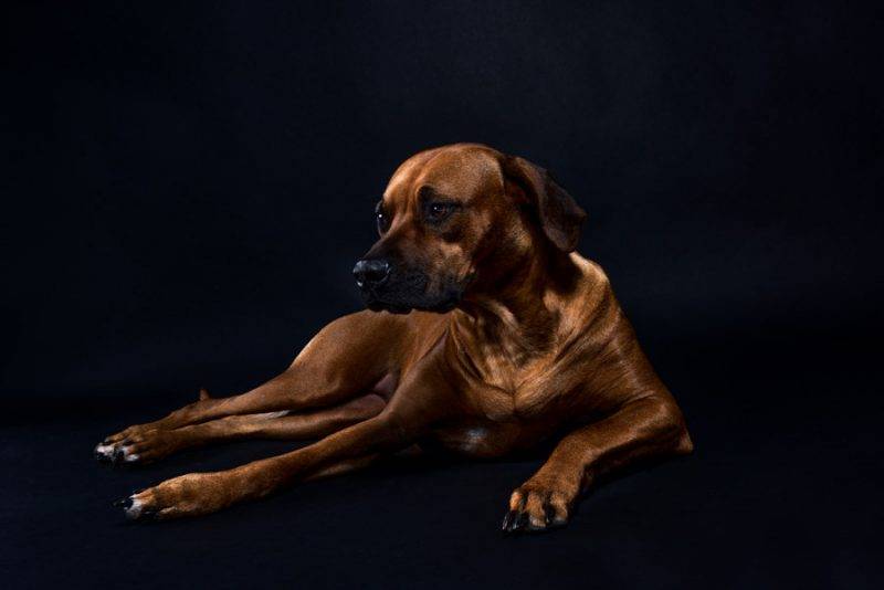 Rhodesian Ridgeback Litter Austin Texas 2020 For Sale 