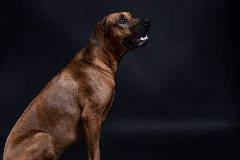 Rhodesian Ridgeback puppy litter for sale male female spring 2020