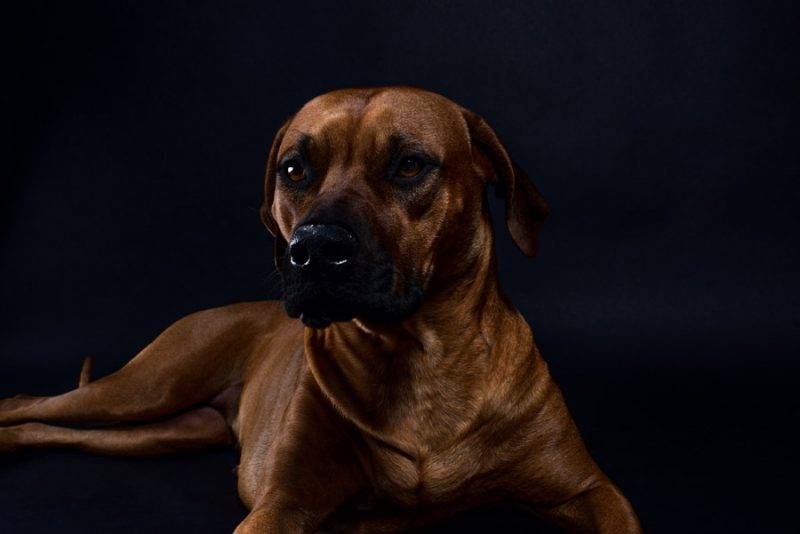 Rhodesian-Ridgeback-Austin Texas Puppies 2020 for sale