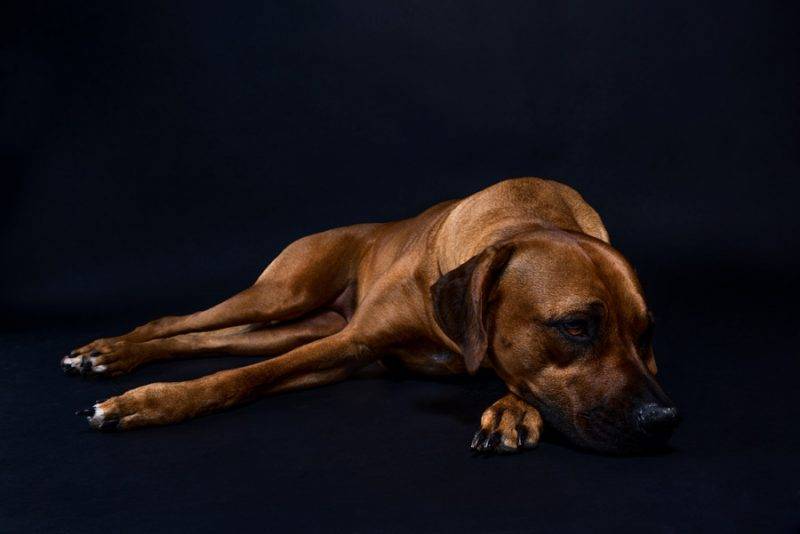 Texas Rhodesian Ridgeback Puppies 2020